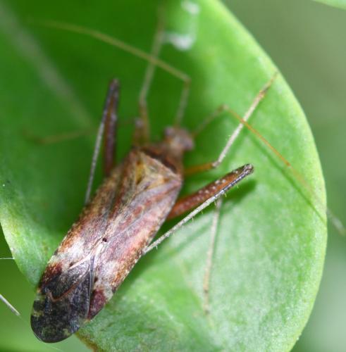 Phytocoris sp.